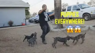 CANE CORSO GIVING BIRTH AT THE RUFF HOUSE!