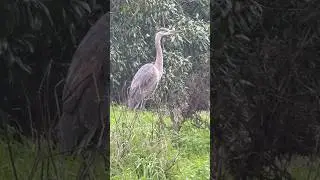 Great Blue Heron Golden Gate Park, San Francisco