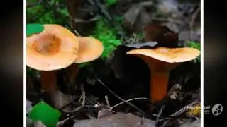 Lactarius deterrimus - fungi kingdom