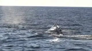 Spermwhale in Norway
