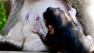 Hard To Understand About Nasty Tara With Bad Mood Weaning Baby Monkey Tia Like This.