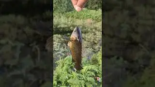 Koi Fish catching | Desi koi mach | hook fishing |