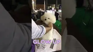 Glow up is a must during dog shows #dogshow #bichon #bichonfrise #whitedog