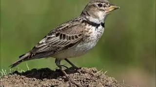 Calandria com&uacute;n​ (Melanocorypha calandra) Canto