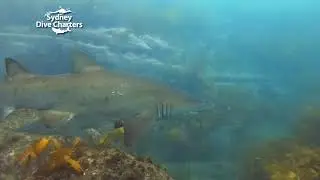 Scuba diving with sharks Sydney