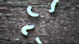 Macro Video of Maggots