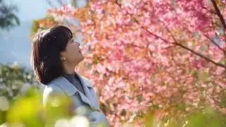 【M&mdash;Travel in Yunnan】Winter Cherries in Bloom | Mouding's Pink Whisper