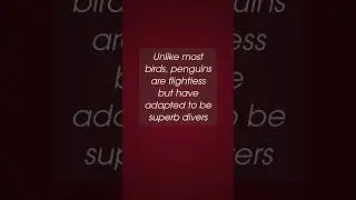 What makes #penguins so special? the marvelous world of #penguins