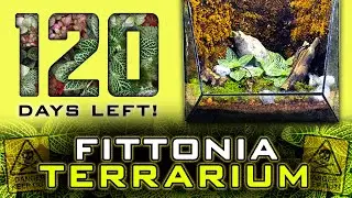 Fittonia terrarium after 120 days! Secrets To Growing Amazing Fittonias (Nerve plant) Propagation
