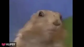 Dramatic chipmunk