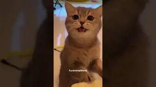 Playful Cats & Their Funny Meows! 😻