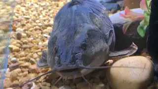 Catfish squeaks!?