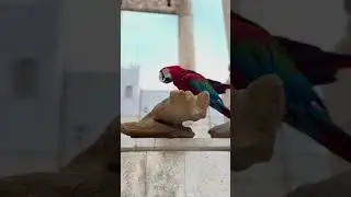 The most beautiful wild bird in the world  (macaw) #uniquewildlife #amazingwildlife #wildlifefamily