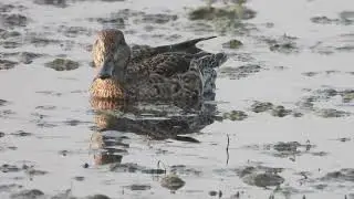 common teal(female), Boisar