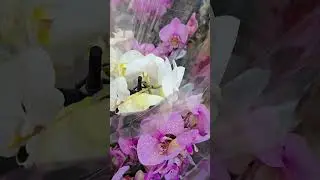 Лондон. Орхидеи. Большое разнообразие.  Маркет.London. Orchids. Great variety. Market.