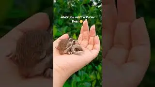 || Suddenly meet a squirrel 🐿️ baby 🥰 ||                   #shorts #animals #squirrel #love