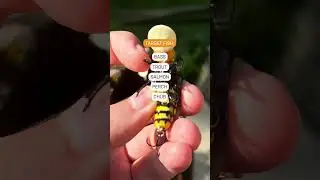 Floating Hornet Lure for Bass, Perch & Chub | Spring Fishing Must-Have