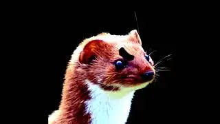 Kevin MacLeod - Scheming Weasel (Tewneen Remix)
