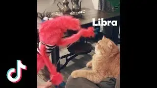 Funny & Adorable Tik Tok Animals Videos As Zodiac Signs