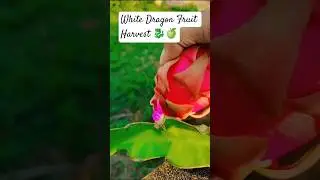 White Dragon Fruit Harvest #viral #dragonfruit #gardening #trending #youtubeshorts #shorts #plants