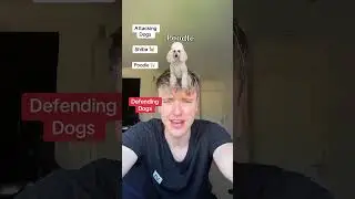 3 Dogs Attacking Vs 3 Defending