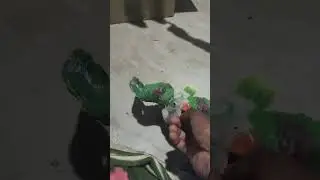 My pahadi parrot chick accidentally fell down.