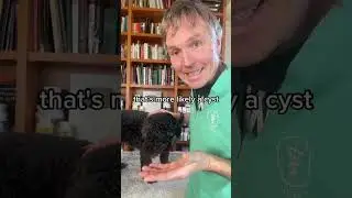 How you can tell if your dog has Cancer
