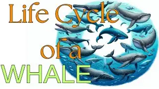 Life Cycle of a Whale: From Birth to Death in the Ocean