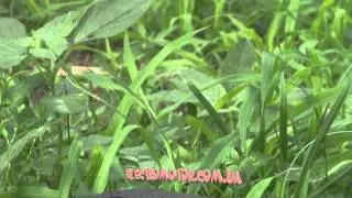 Насос Wilo TOP-S 40/15 EM