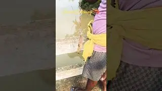 I tried a new way of catching prawns 🦐  #Prawn #FreshCatch #shorts #trending #viralshorts #ytshorts