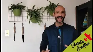 Tips y misterios de los helechos