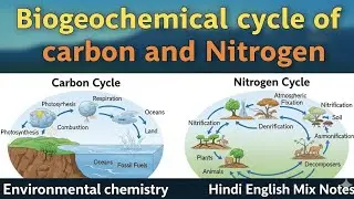 Biogeochemical Cycles | Carbon & Nitrogen Cycle Explained in Easy Language