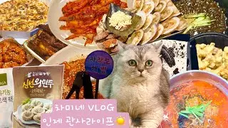 차미네 VLOG)차미랑 1월1일☀️🔔 /인제고냥이 차미 💗/인제관사라이프⭐️/브리티쉬숏헤어/차미네집밥로그