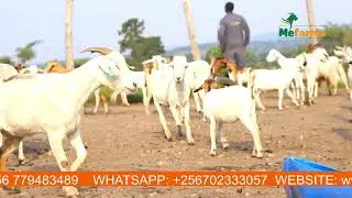 Reasons Why the Mother Goat Might refuse its Newly Born Kid- Don't Panic I Solutions!
