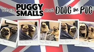 Puggy Smalls Meets Doug the Pug