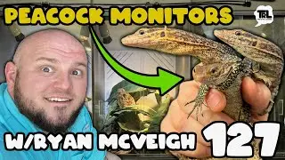 Peacock Monitors with Ryan McVeigh | Species Spotlight | The Retic Lounge #127