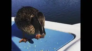 Brave Duck