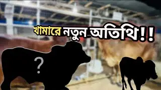 খামারে নতুন অতিথি চলে আসলো ।কিভাবে গরু কিনলাম সব অভিজ্ঞতা