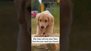 If your dog has lost their vision... #dog #seniorbudday #seniordog #dogcare #dogfriendly #doglove
