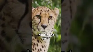 The Agile Agility of Cheetahs: Speed Unleashed