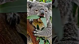 Why Koalas Sleep Up to 22 Hours a Day &mdash; The Real Survival Reason#shorts#animalsfacts#uniquefacts