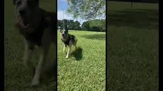 Happy dog! #happy #dog #dogparkfun
