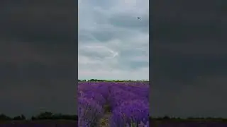 Lavender field#azerbaijan#lavenderfields#bakuazerbaijan#love#beautiful#azerbaijantourism#nature