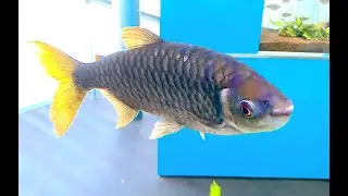 ブリキヌスマクロレピドートゥス　True big-scale tetra　Brycinus macrolepidotus