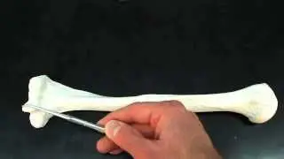 Exploring the Humerus: The Arm's Key Bone! 🦴 #Anatomy