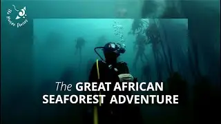 Scuba diving in a kelp forest - South Africa