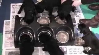 Coedylan Puppies first meal with knives and forks