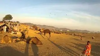 Pushkar Camel Fair 2013