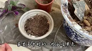 详细分享油画婚礼扦插方法，不烂根易成活繁殖简单，一盆变多盆