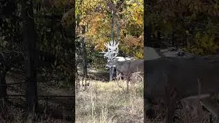 Beautiful fall !! #deer #harehunting #hunting #huntingseason #wildernessseason